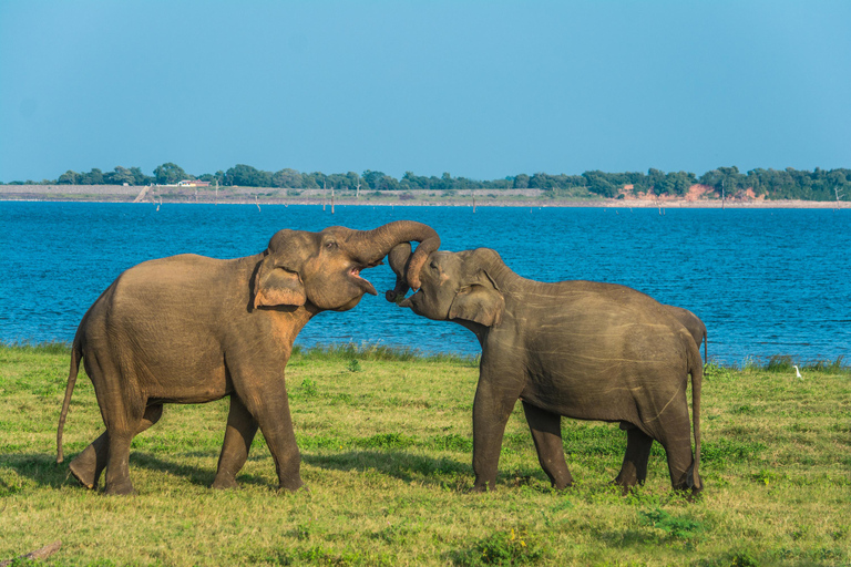 Safari in jeep con gli elefanti nel Parco Nazionale di Minneriya
