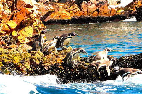From Lima:Paracas Ballestas Islands and Ica Oasis 1 day Tour