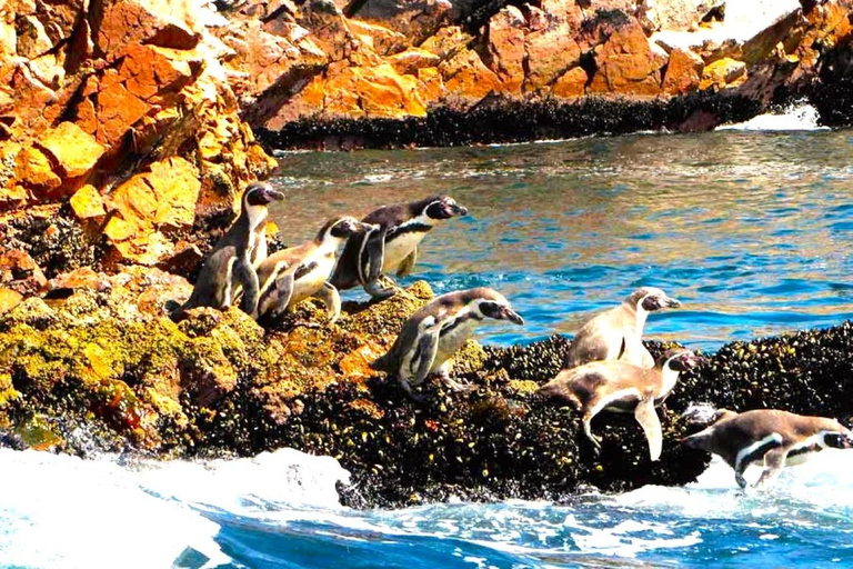 From Lima:Paracas Ballestas Islands and Ica Oasis 1 day Tour