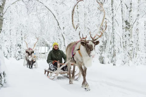 Rovaniemi : Visite d'une ferme de rennes sâmes et promenade en traîneau