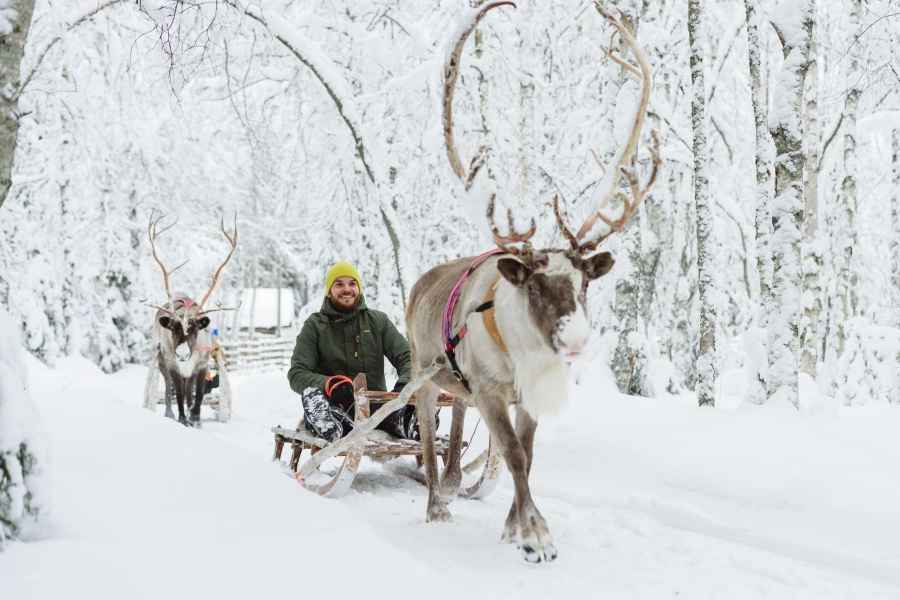 Ab Rovaniemi: Besuch einer Rentierfarm und Schlittenfahrt. Foto: GetYourGuide