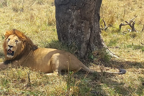 Safari economico di 6 giorni a Masai Mara, Lago Nakuru e Amboseli.