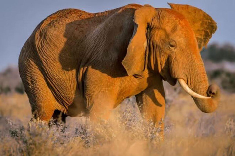 2 days 1 night saltlick safari from Diani/Mombasa.