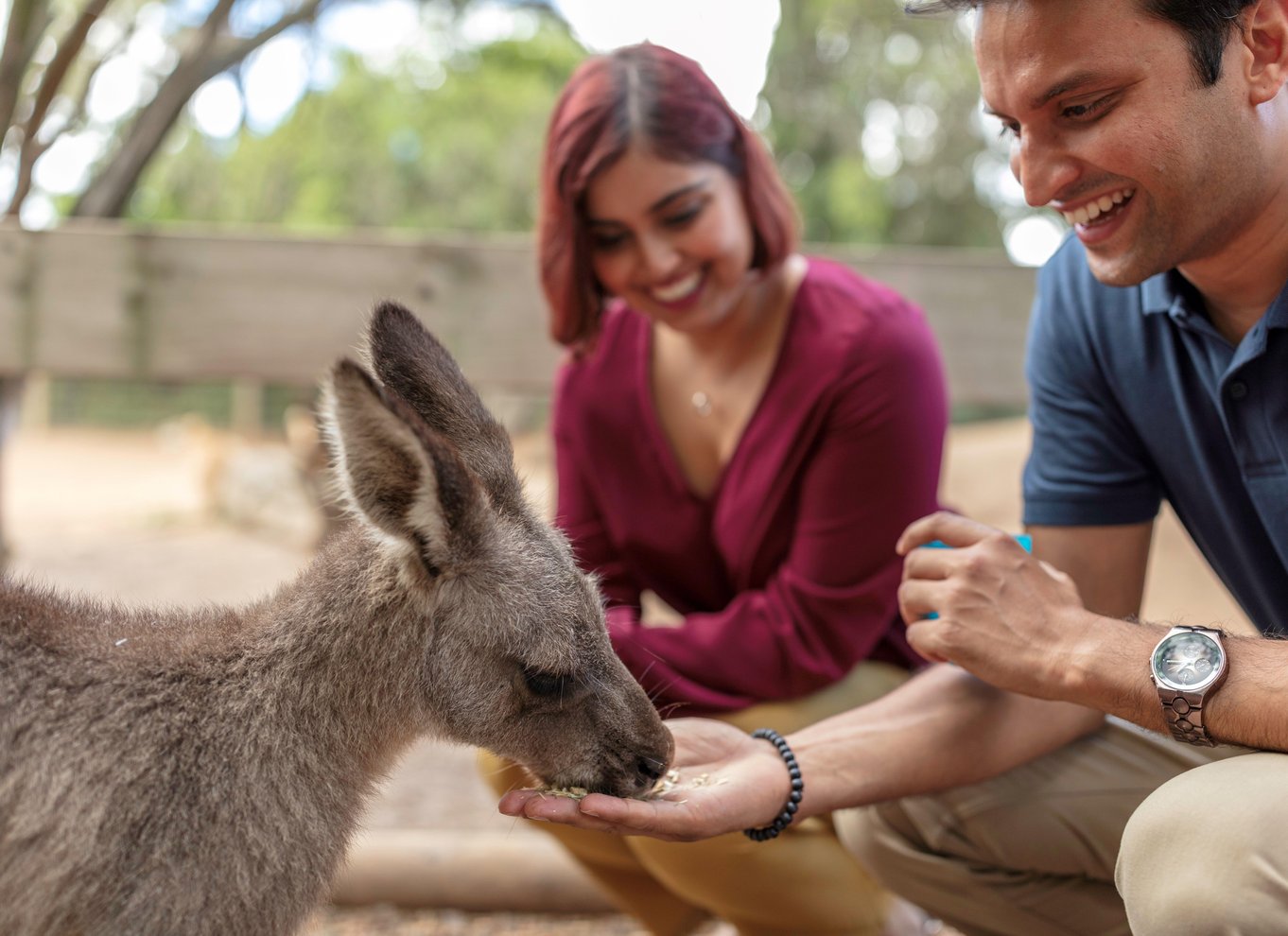 Sydney: Blue Mountains Scenic World, dyrepark og frokost