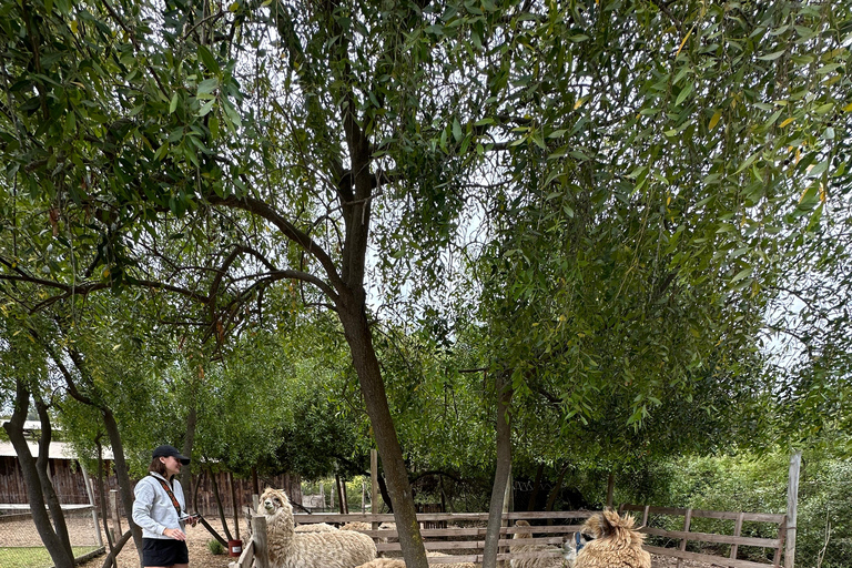 Lunch, Birdwatching in Wetlands &amp; Horse Ride from Valparaíso