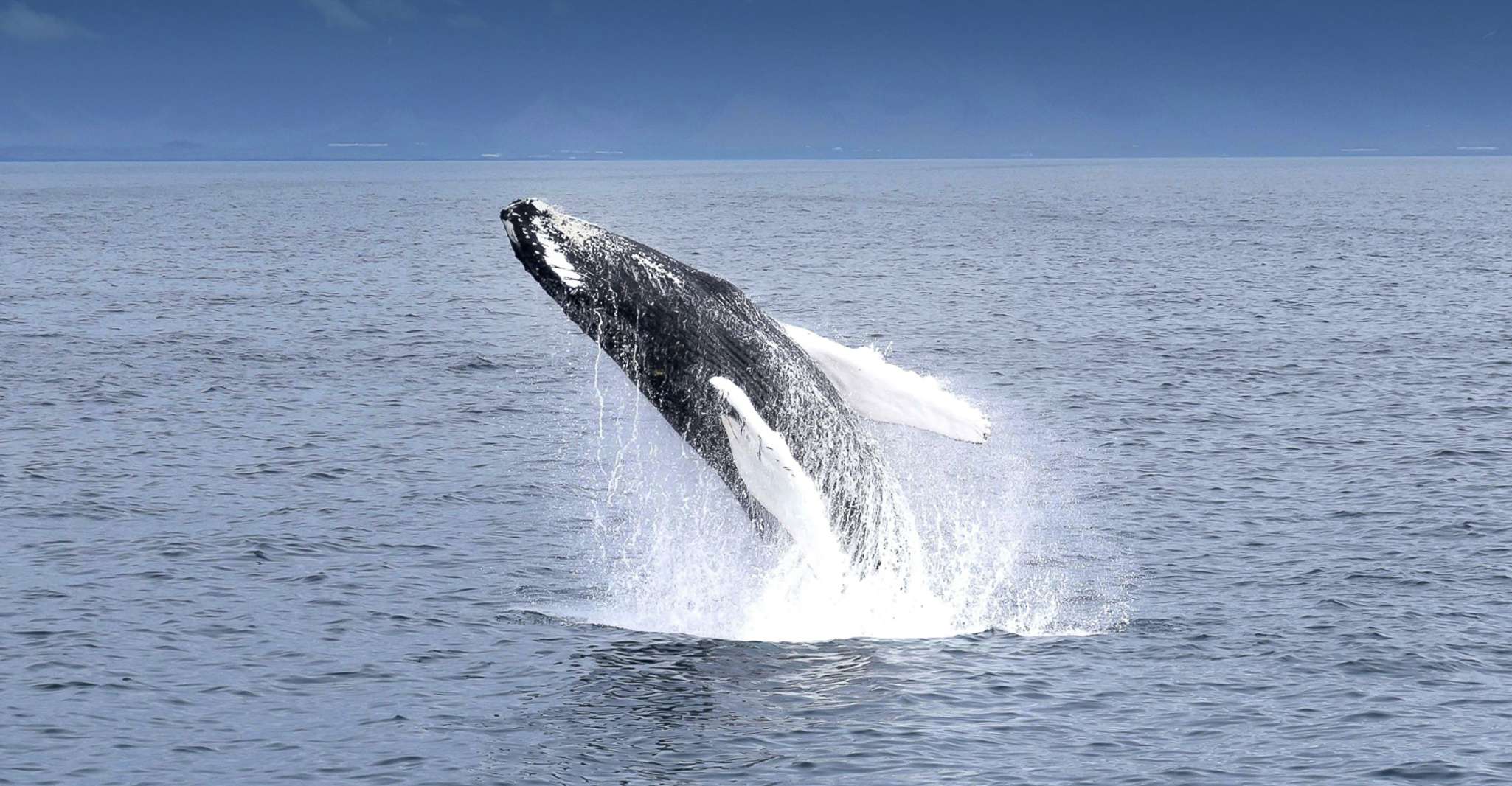 Reykjavik, Whale Watching Tour - Housity