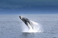 Reykjavik, Whale Watch Tour - Housity