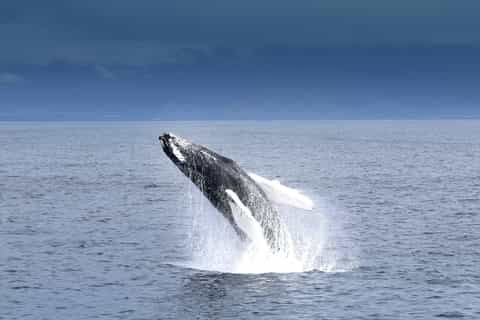 Reykjavik: Whale Watching Tour