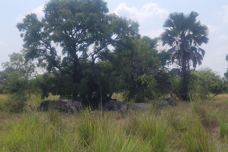 Kampala: Ziwa Rhino trektocht met ophaal- en terugbrengservice