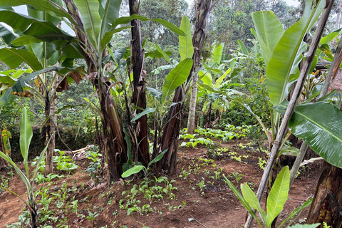 Arusha : Banana Experience, Banana Farms, Cooking & Culture