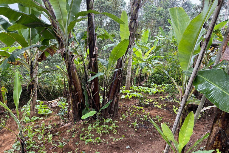 Arusha : Banana Experience, Banana Farms, Cooking & Culture