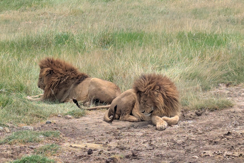 From Moshi: Tarangire National Park Full-Day Safari Tour