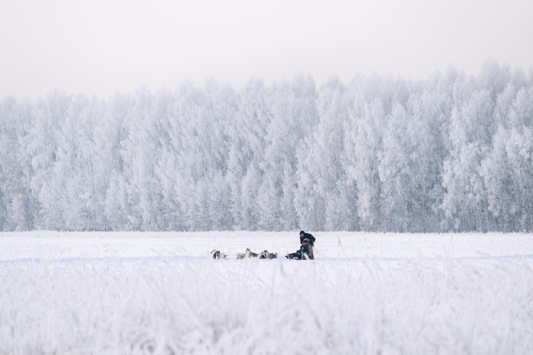 Husky sleeën &amp; Uitzicht op het bos: Onvergetelijk avontuur in Riga