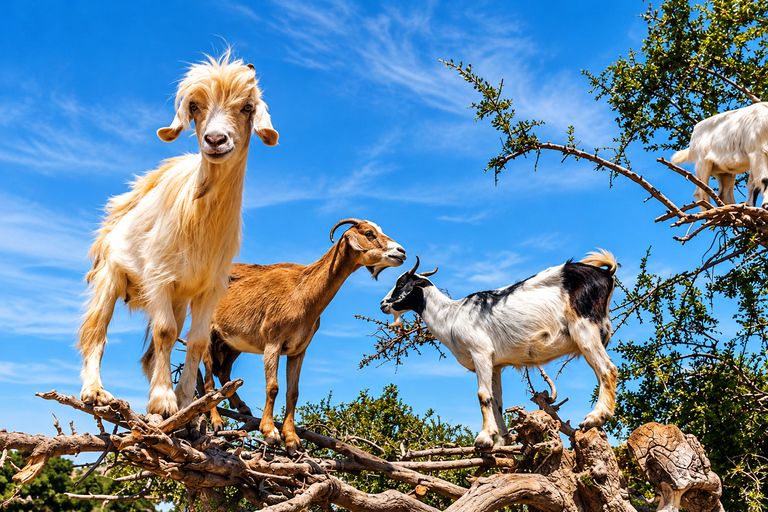 Agadir: Argan Tree-Climbing Goats & Oil Cooperative Tour