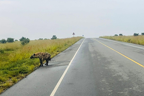 Uganda: Excursão de 7 dias a Kampala e Jinja, safári nas Cataratas MurchisonUganda: Excursão de 7 dias a Kampala e Jinja, Safári nas Cataratas Murchison