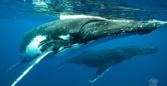 Mauritius: Whale and Dolphin Watching Speedboat Tour