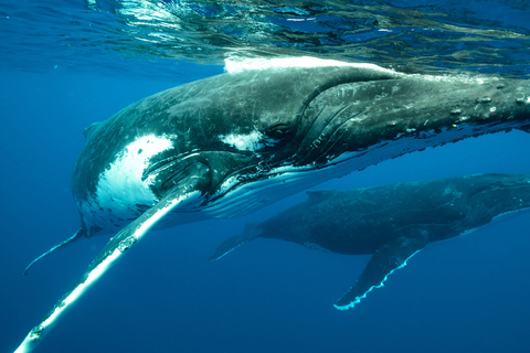 Mauritius: Whale and Dolphin Watching Speedboat Tour
