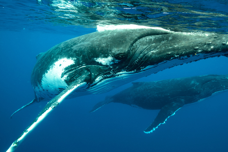 Mauritius: Whale and Dolphin Watching Speedboat Tour