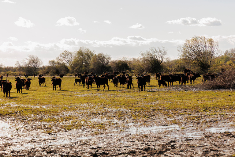 Aigues-Mortes 3H: Discover the secret Camargue in a 4x4 Full-Day