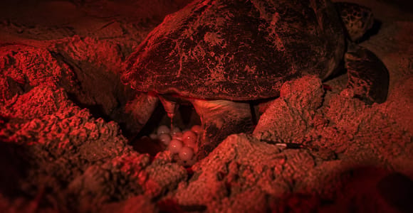 Sal Island Private Turtle Watch Tour in Natural Habitat