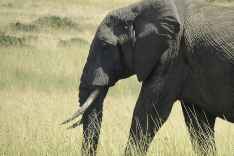 Excursión de un día al Parque Nacional Masai Mara y visita a la aldea Masai