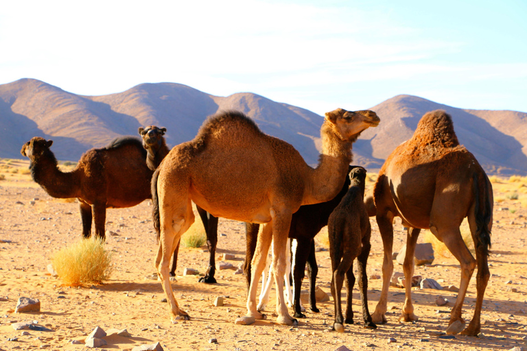 4 Tage Privat Agadir Ait Mansour-Übernachtung im Luxus-Camp