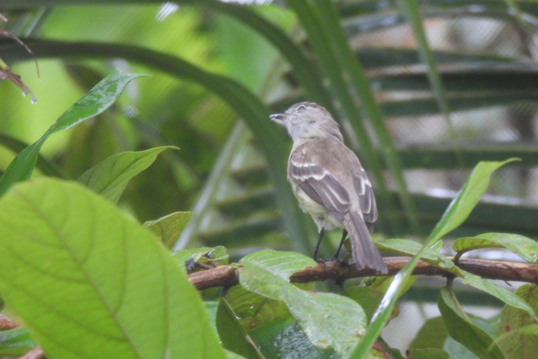 Journée d'observation des oiseaux dans la jungle amazonienne avec guide privé