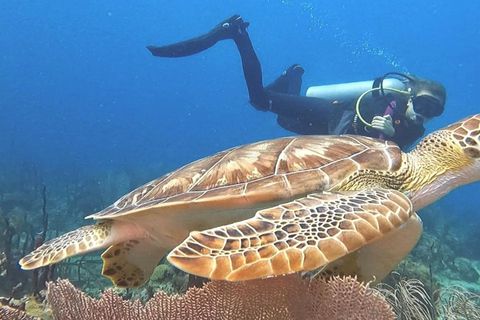 Plongée sous-marine à Catalina Island : 2 bouteilles - 2 sites