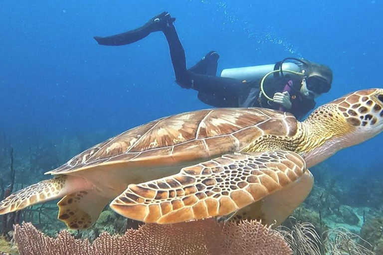 Buceo en la Isla Catalina: 2 botellas - 2 puntos