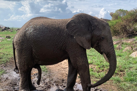 Arusha: 2-dniowe safari do Parku Narodowego Tarangire z posiłkami