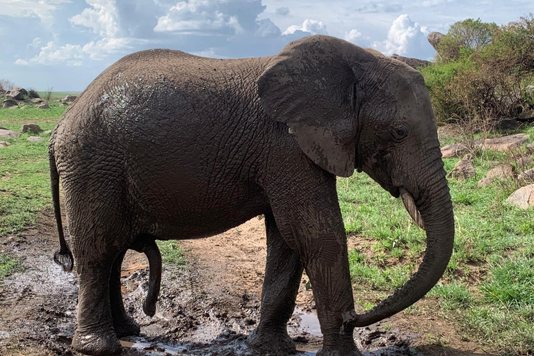 Arusha: 2-dniowe safari do Parku Narodowego Tarangire z posiłkami