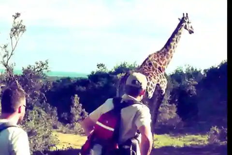 Wild Wonders: Giraffe Encounter & Schotia Safaris Tour