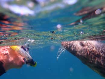 Aventura en barco con snorkel salvaje en Penzance, Cornualles