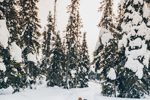 Rovaniemi: Lapland Wilderness Husky Safari 7,5 km