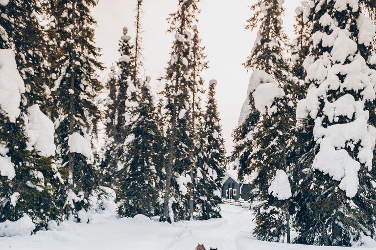 Rovaniemi: Lapland Wilderness Husky Safari 7,5 km