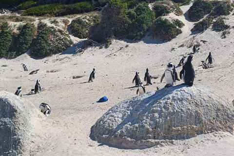 Afternoon Sunset Penguins &amp; Cape of Good Hope Half-Day TourThis is the best tour for people with a Sunset experience