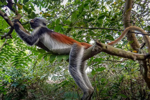 Zanzibar: Jozani-skogen &quot;De röda aporna&quot;, delfinsafari