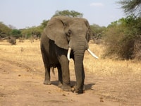 Die Perle Afrikas - Ihr 8 Tage/7 Nächte Safari-Abenteuer - Hizvo