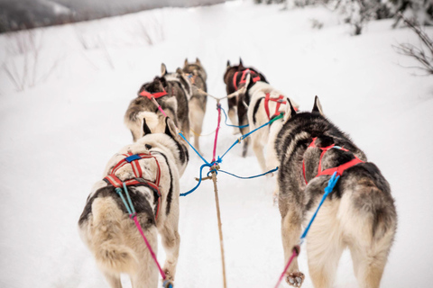 Fairbanks, AK : visite d&#039;une demi-journée &quot;Conduisez votre propre attelage de chiens&quot;.