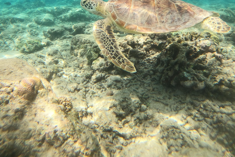 Gili T: Schnorcheltour in kleiner Gruppe