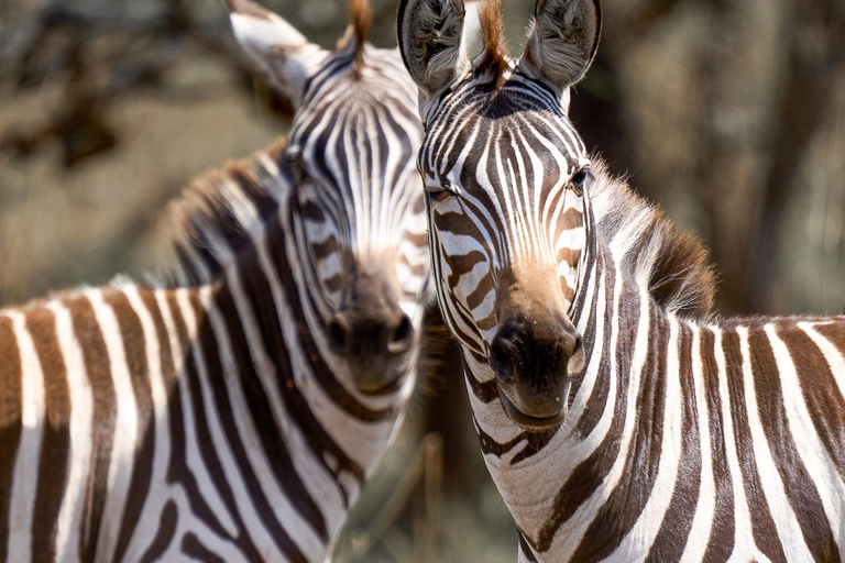 Makuyuni 野生动物园：亲密步行观光和游猎