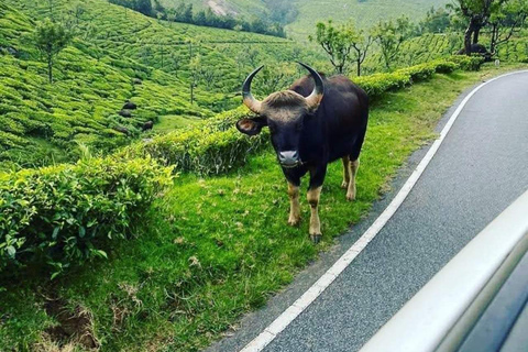 Munnar dag tur och retur utflykt Ex Kochi Täcker alla väsentliga saker