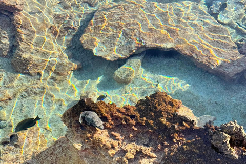 Rangiroa: Blue Lagoon Tiputa Pass Coral Garden Island Birds