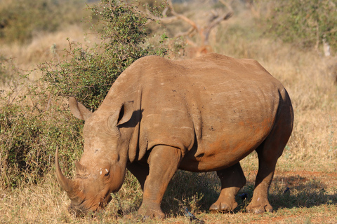 Kaapstad Big 5 Safari-dagtour met ophaalservice vanaf je hotel en GameDriveSOLO - Beleef een spannende Big-5 safari in Kaapstad