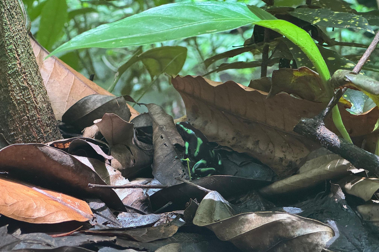 Bijagual Jungle Waterfall Hike & Herradura Beach Adventure