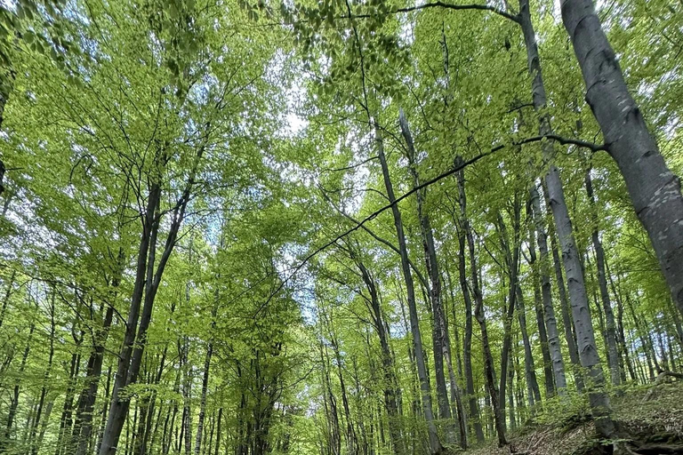 索非亚：维托沙山径跑之旅（初级/中级/高级）索菲亚：维托沙山径越野跑之旅（轻松/中等/困难三档可选）