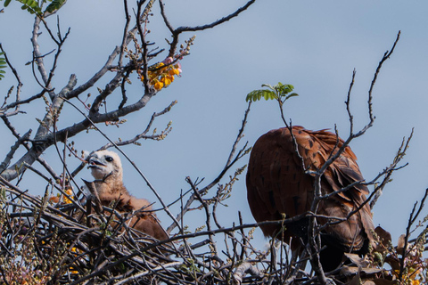 São Paulo: 3-Day Eco Safari Experience in the Pantanal