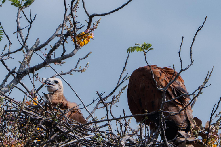 São Paulo: 3-Day Eco Safari Experience in the Pantanal