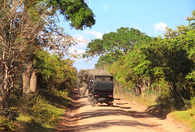 Visit From Tangalle Shuttle to Nuwara Eliya with Udawalawe Safari in Udawalawe National Park