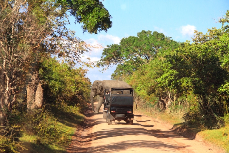 From Tangalle: Shuttle to Nuwara Eliya with Udawalawe Safari